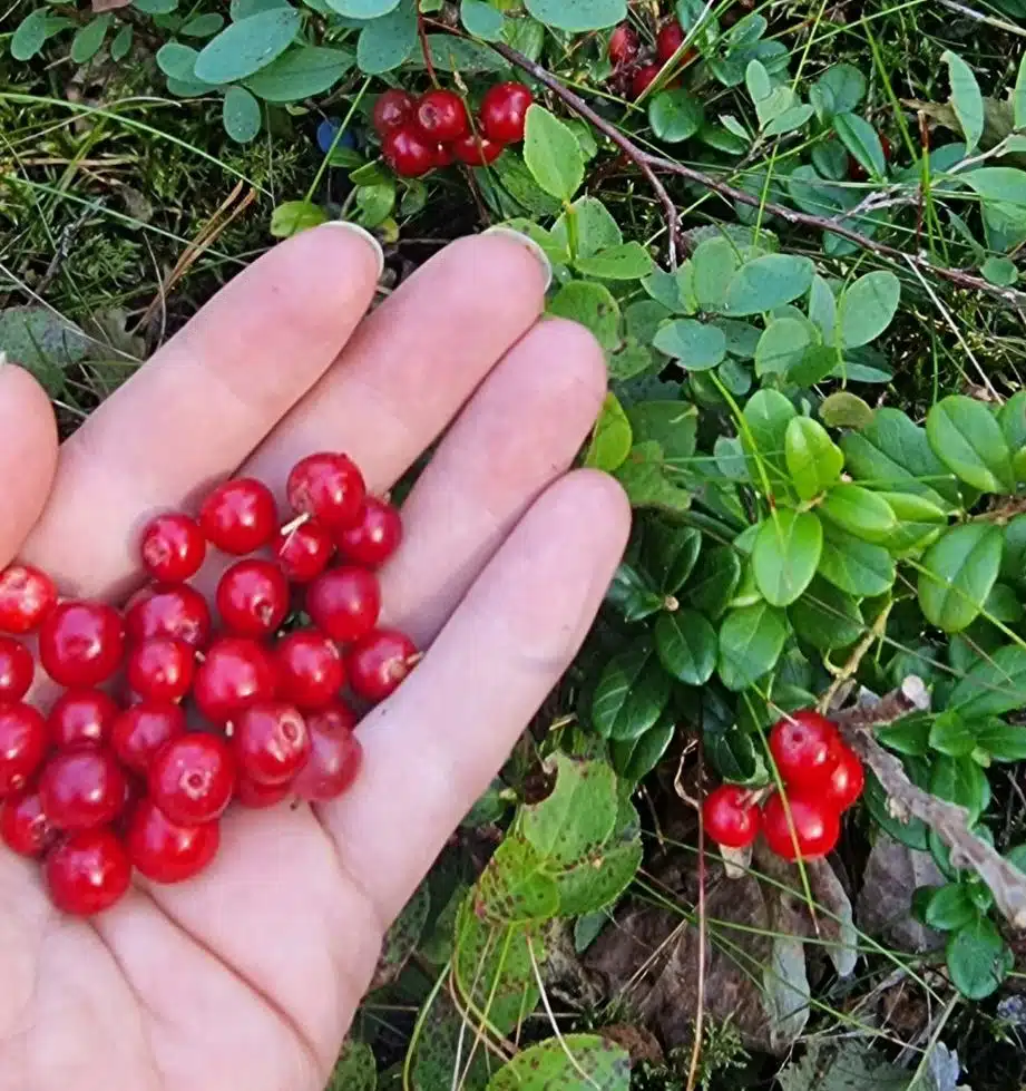 Lingon Styckfrysta 2,5kg