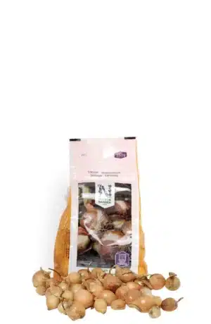 Sättlök, Gul 'Stuttgarter Riesen' 250g