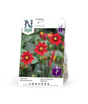 Dahlia, Toppmix