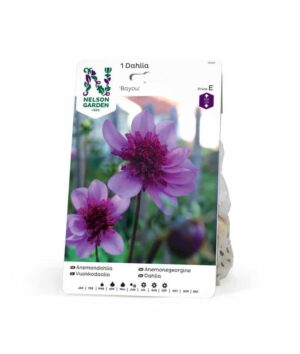 Dahlia, Bayou
