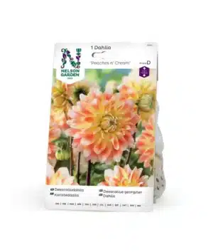 Dahlia, Peaches and Cream