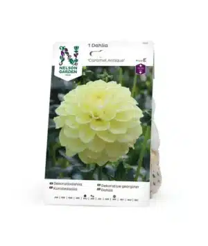 Dahlia, Caramel Antique