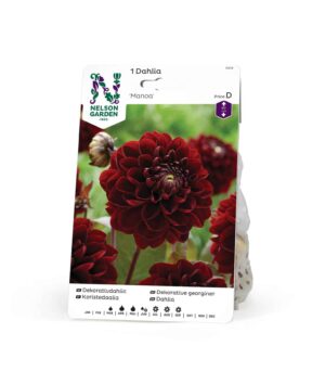 Dahlia, Manoa