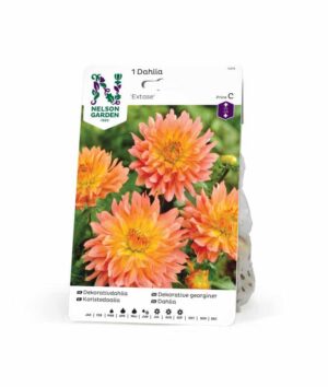 Dahlia, Extase