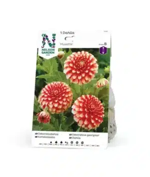 Dahlia, Musette