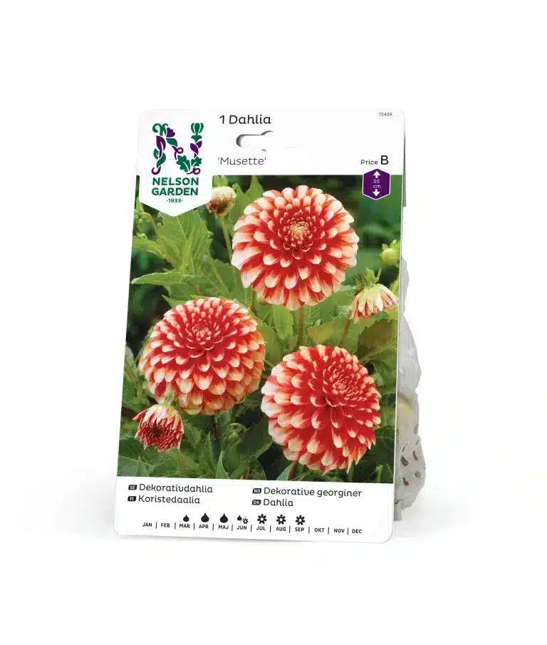 Dahlia, Musette