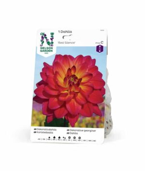 Dahlia, Red Silence
