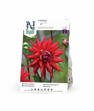 Dahlia, Witteman's Best