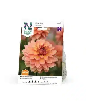 Dahlia, Nicholas