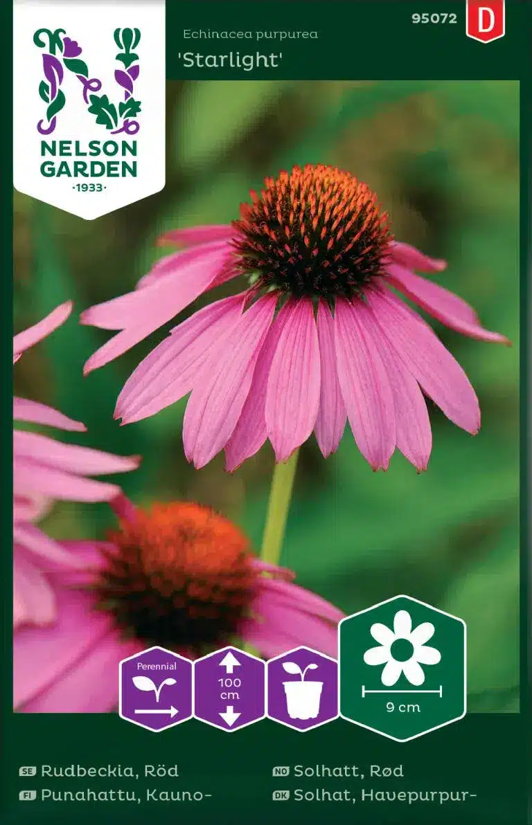 Rudbeckia, Röd, Starlight
