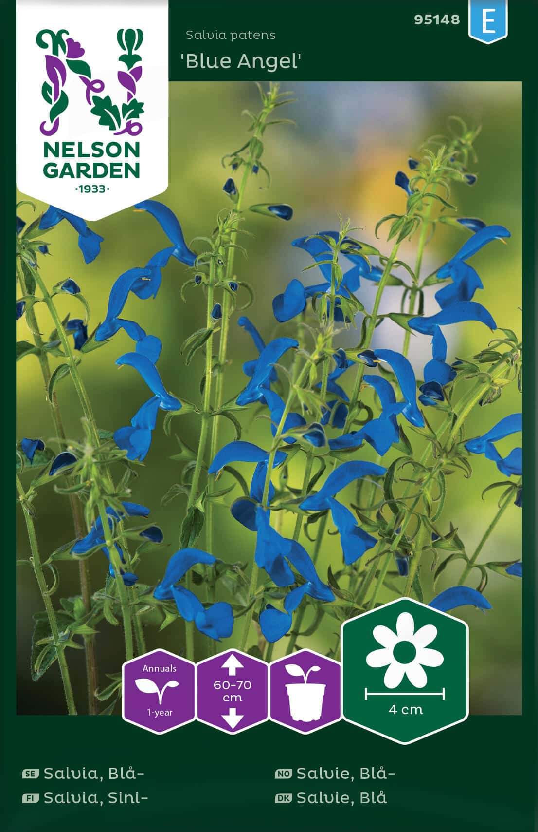 Salvia Blue Angel