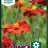Tagetes, Linné, Burning Embers
