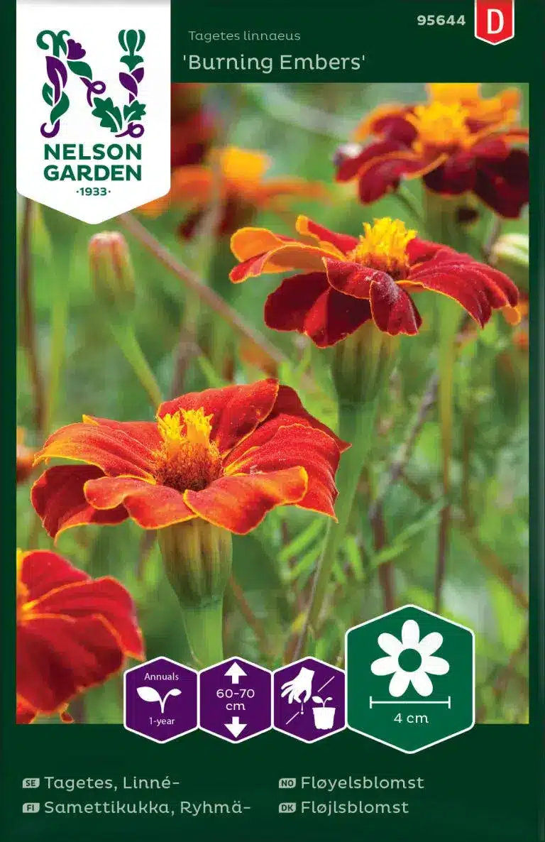 Tagetes, Linné, Burning Embers