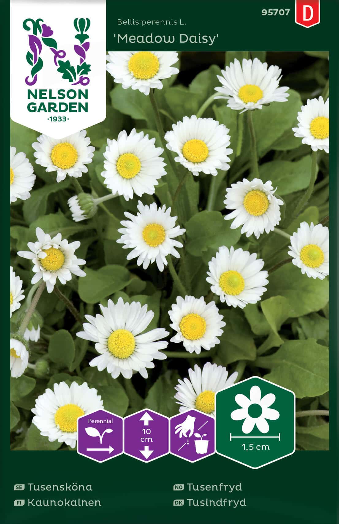 Tusensköna, Meadow Daisy, Vildform, Vit