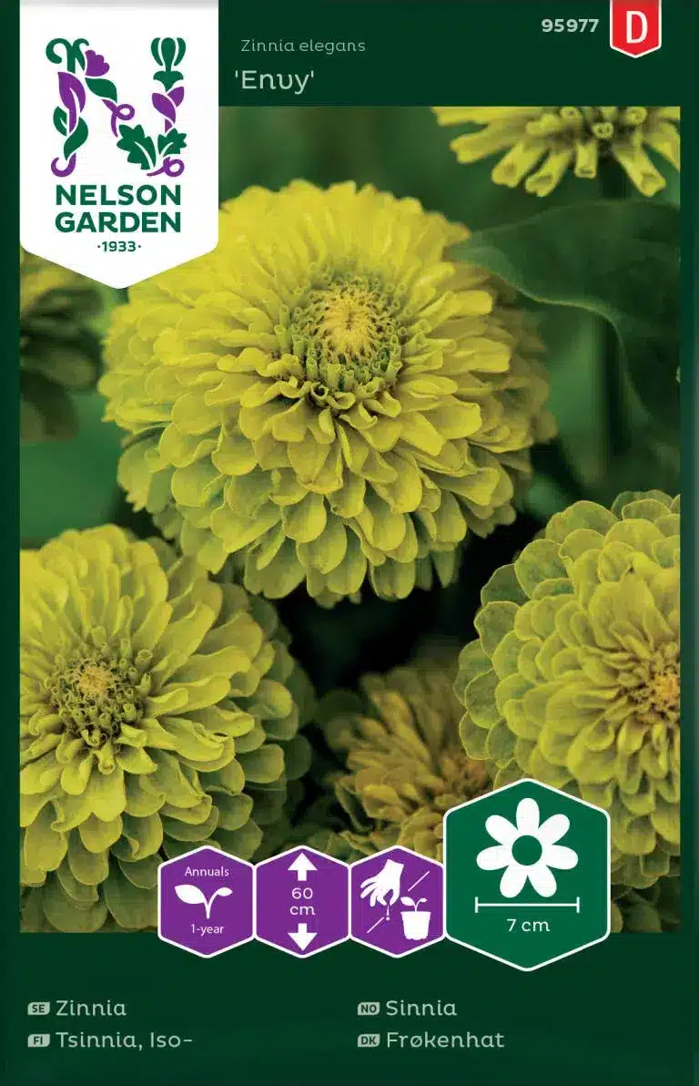 Zinnia, Envy, Limegrön