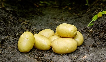 sättpotatis ballerina