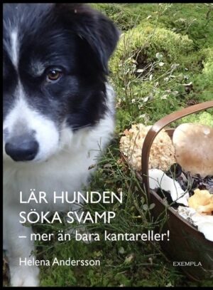 Lär hunden söka svamp - Mer än bara kantareller!