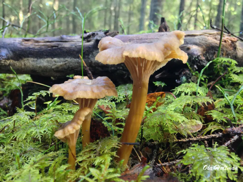 Alternative view of Trattkantarell 3,0 lit 150g