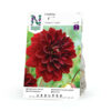 Dahlia, Arabian Night