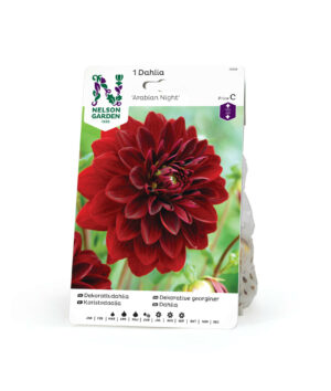 Dahlia, Arabian Night