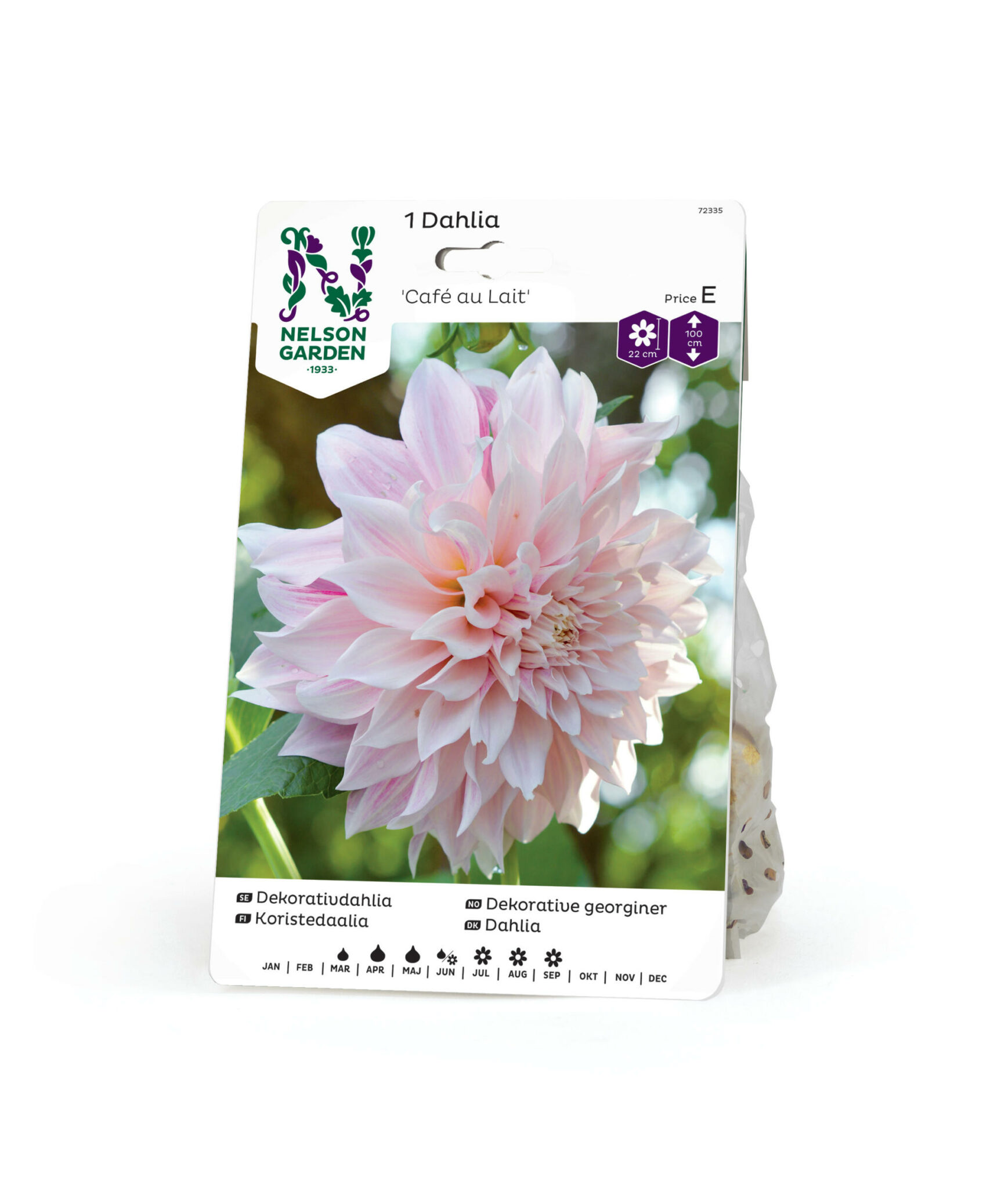 Dahlia, Café au Lait