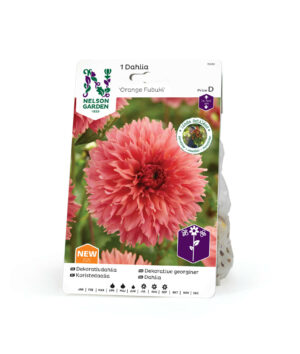 Dahlia, Orange Fubuki