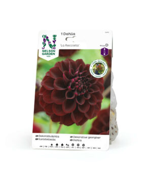 Dahlia, La Recoleta