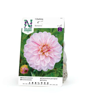 Dahlia, Bonesta
