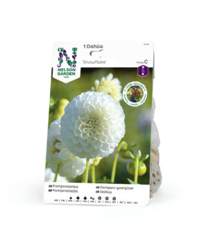 Dahlia, Snowflake