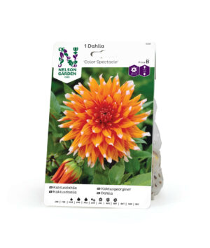 Dahlia, Color Spectacle