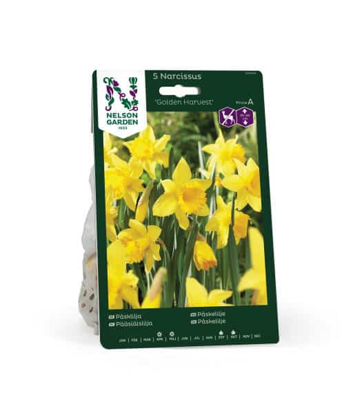 Påsklilja Golden Harvest