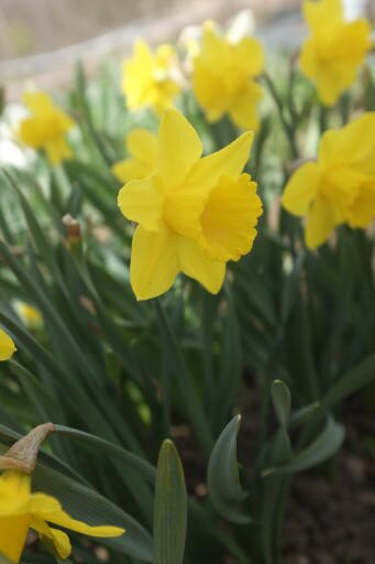 Alternative view of Påsklilja Golden Harvest