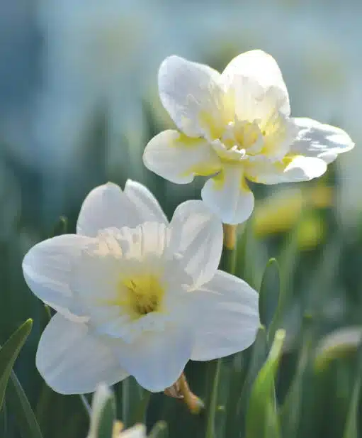 Alternative view of Påsklilja Mount Hood