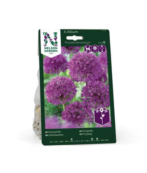 Purpurlök Purple Sensation