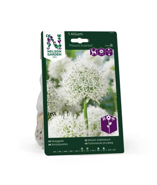 Skägglök Mount Everest