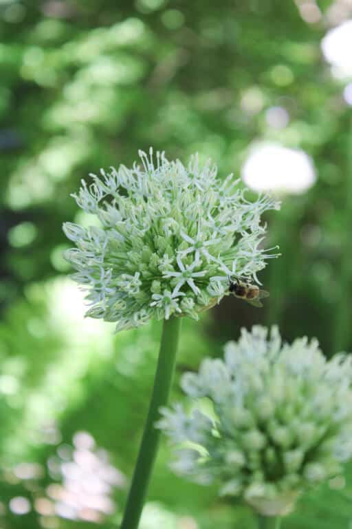 Alternative view of Skägglök Mount Everest
