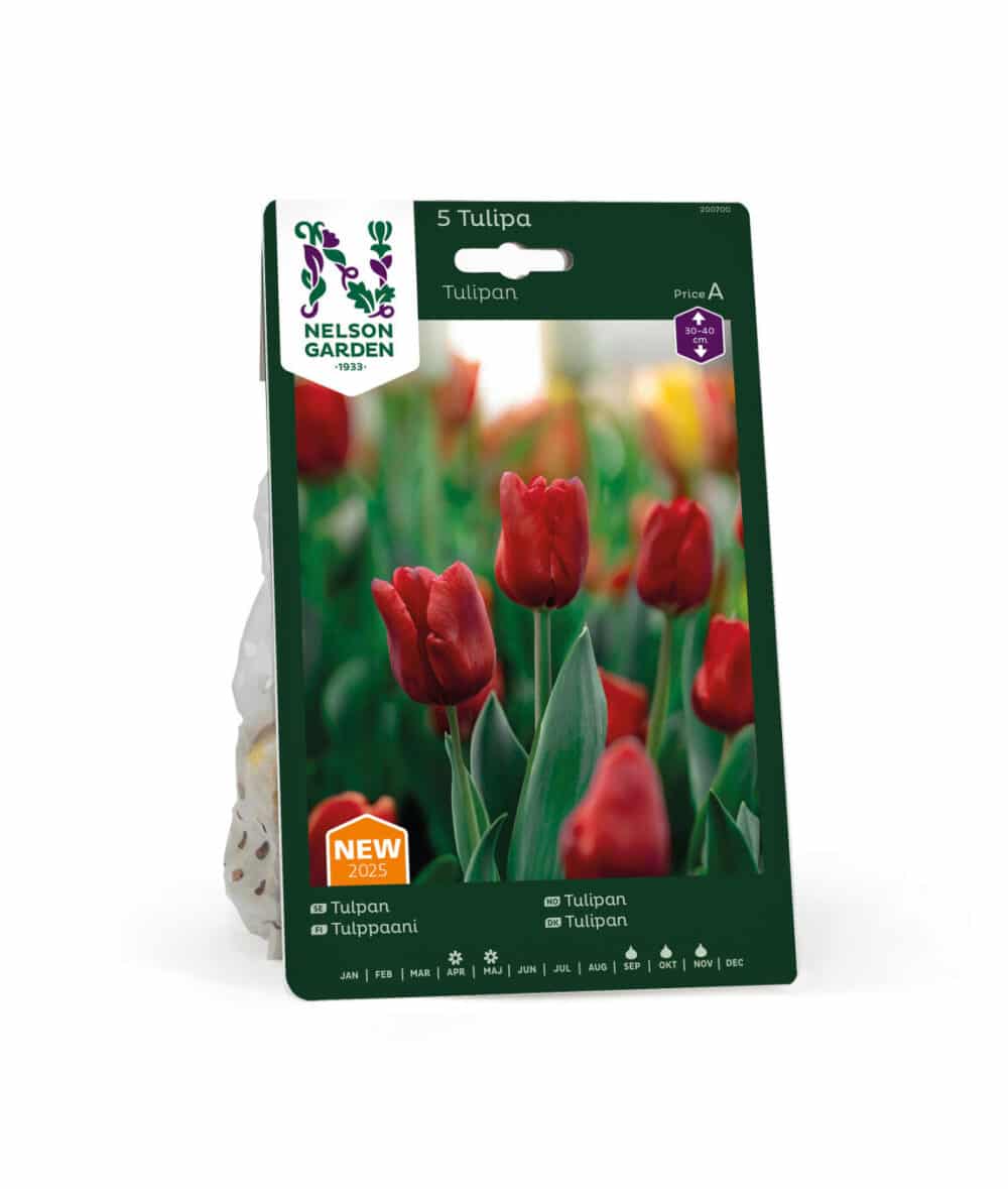Tulipan