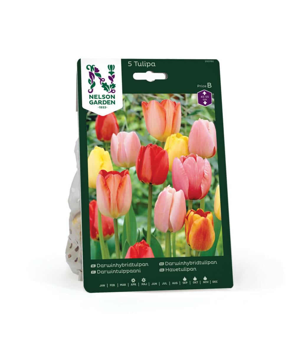 Darwinhybridtulpan
