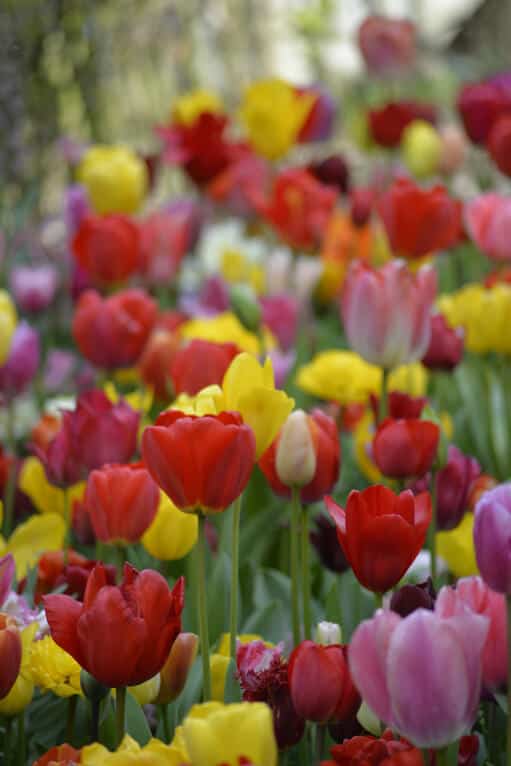 Alternative view of Darwinhybridtulpan