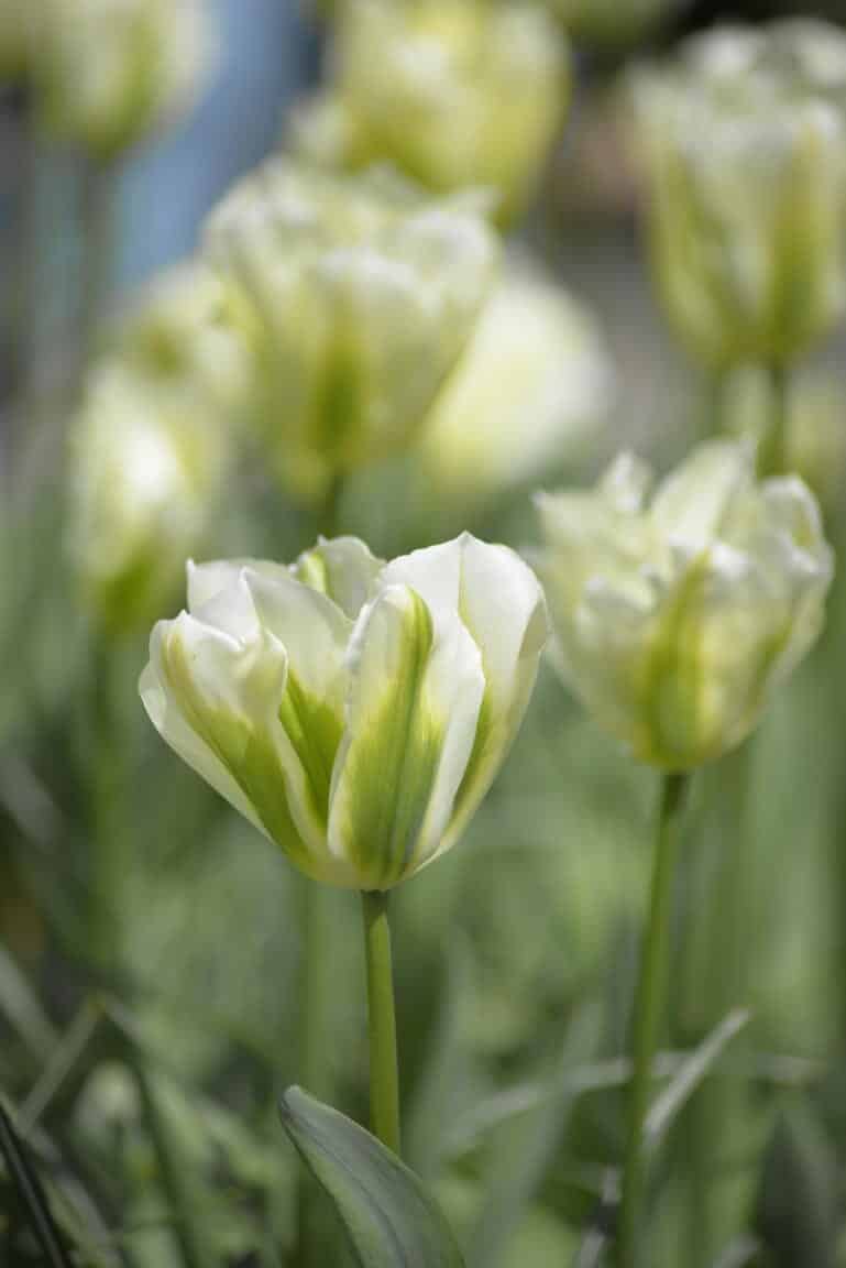 Alternative view of Tulpan Spring Green