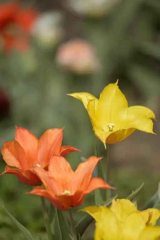 Alternative view of Liljetulpan Vendee Globe
