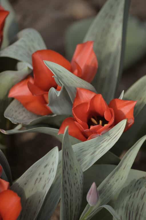 Alternative view of Påfågelstulpan Casa Grande