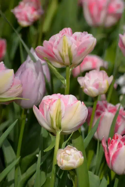 Alternative view of Tulpan Foxtrot