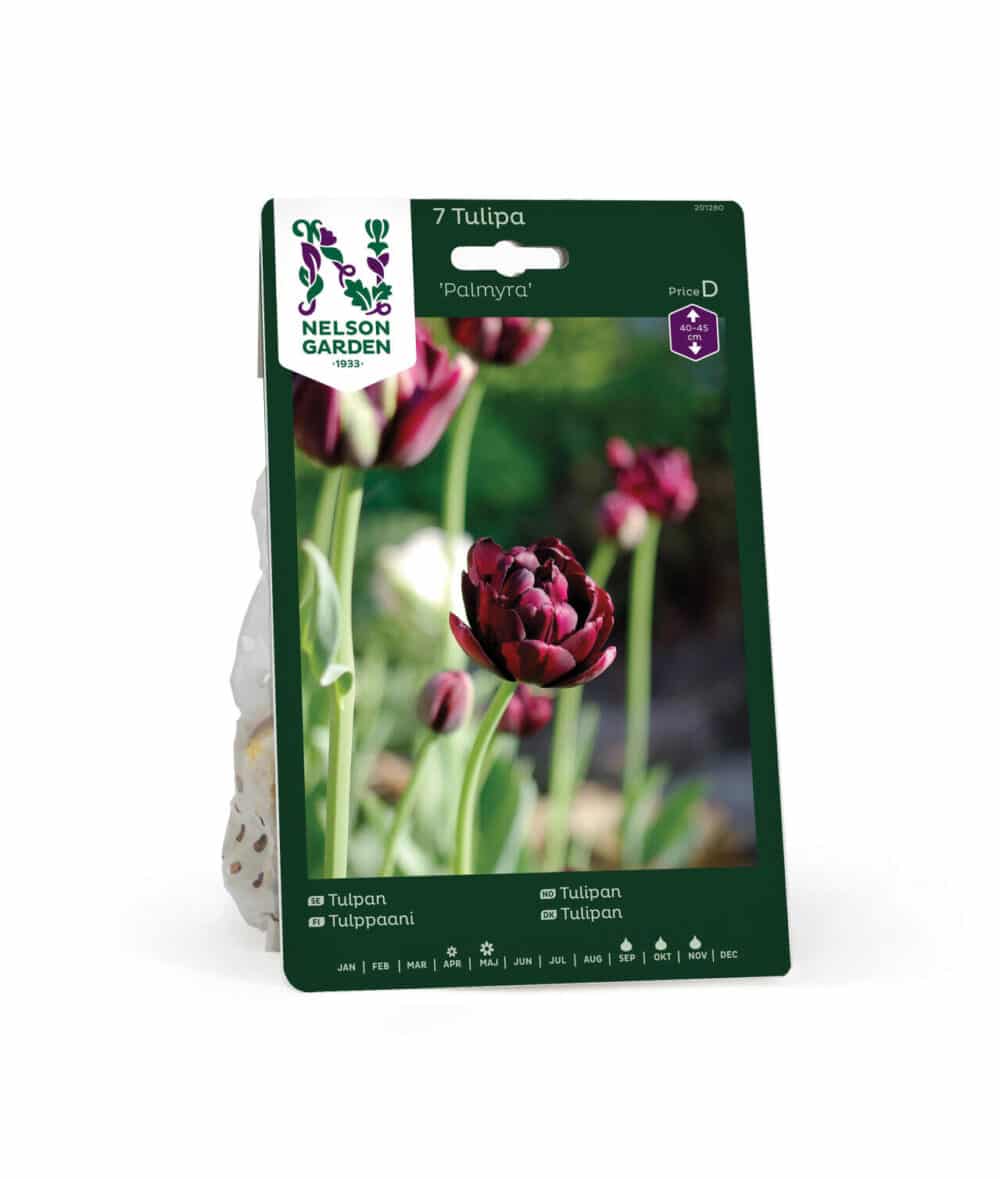 Tulpan Palmyra