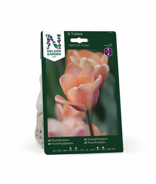 Triumptulpan Apricot Foxx