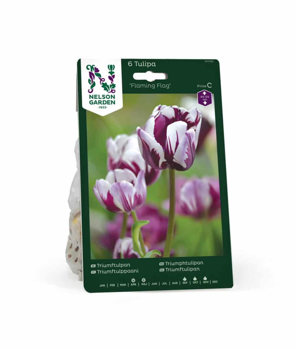 Tulpan Flaming Flag