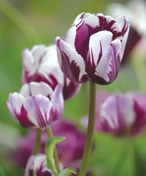 Alternative view of Tulpan Flaming Flag