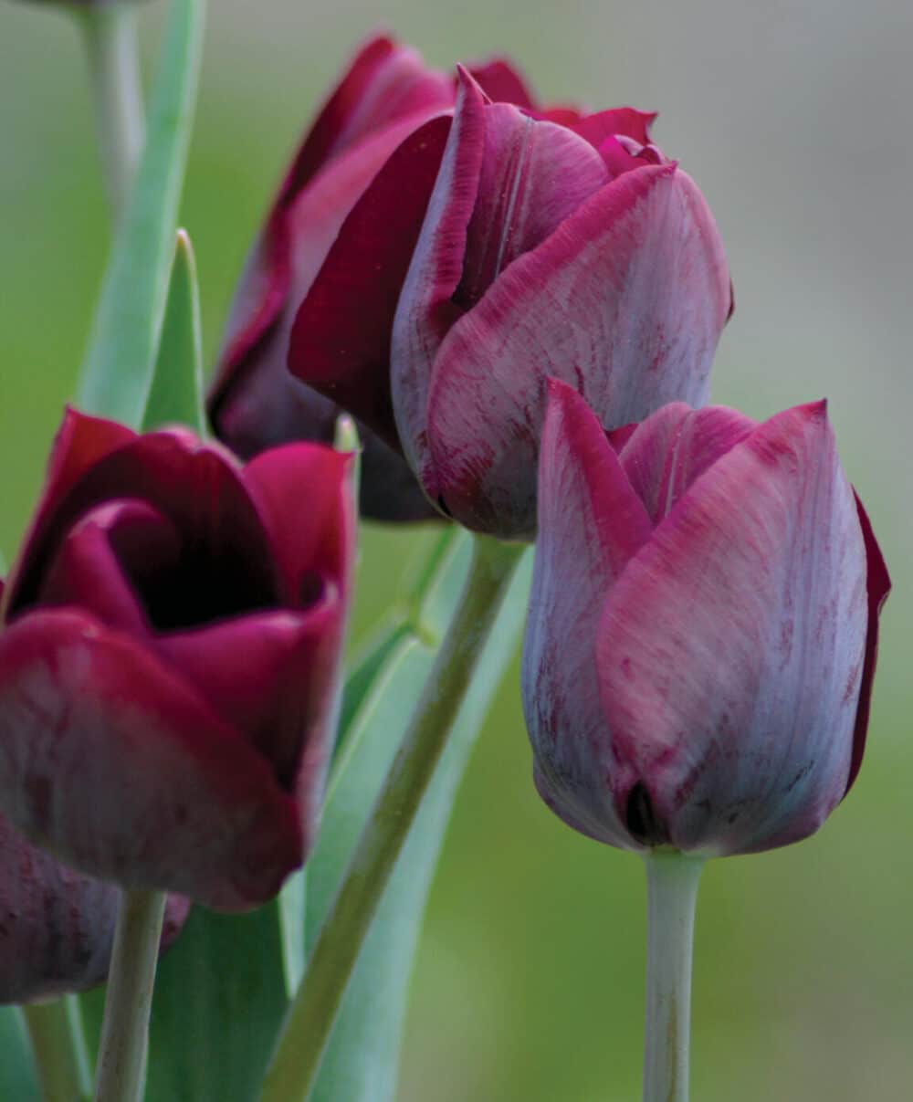 Alternative view of Triumptulpan Ronaldo