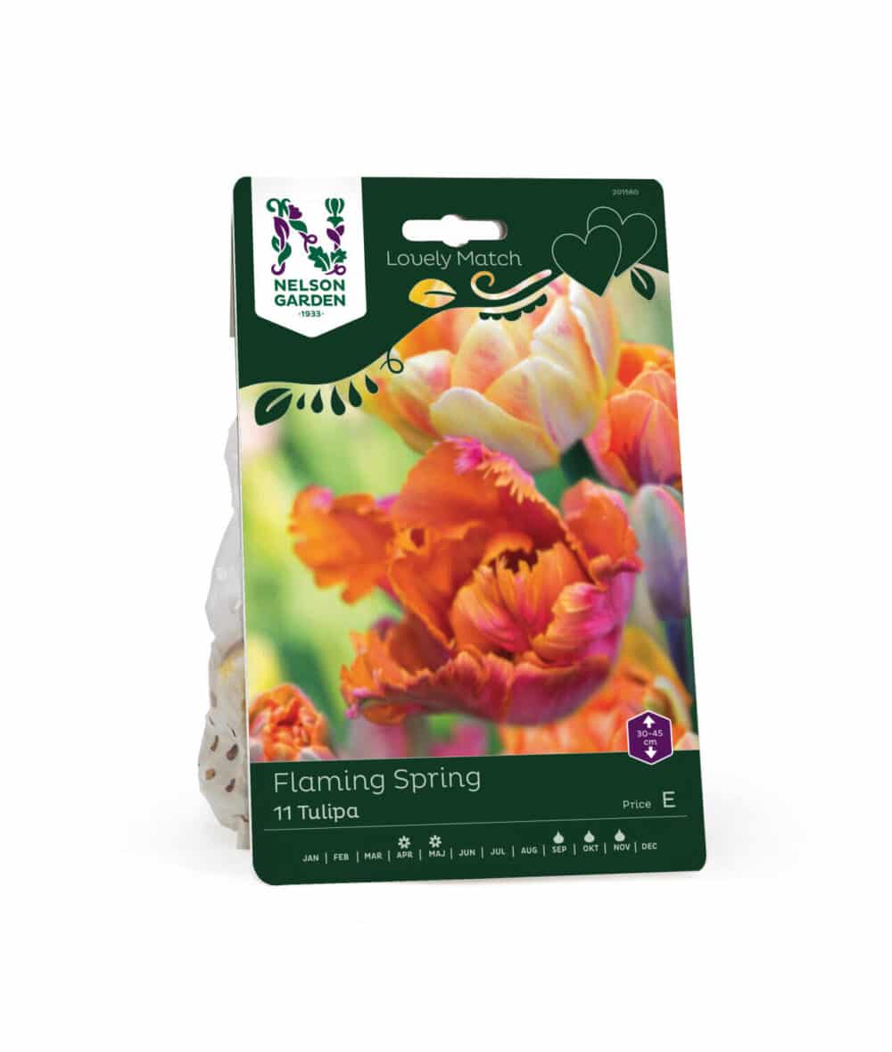 Lovely Match Flaming Spring