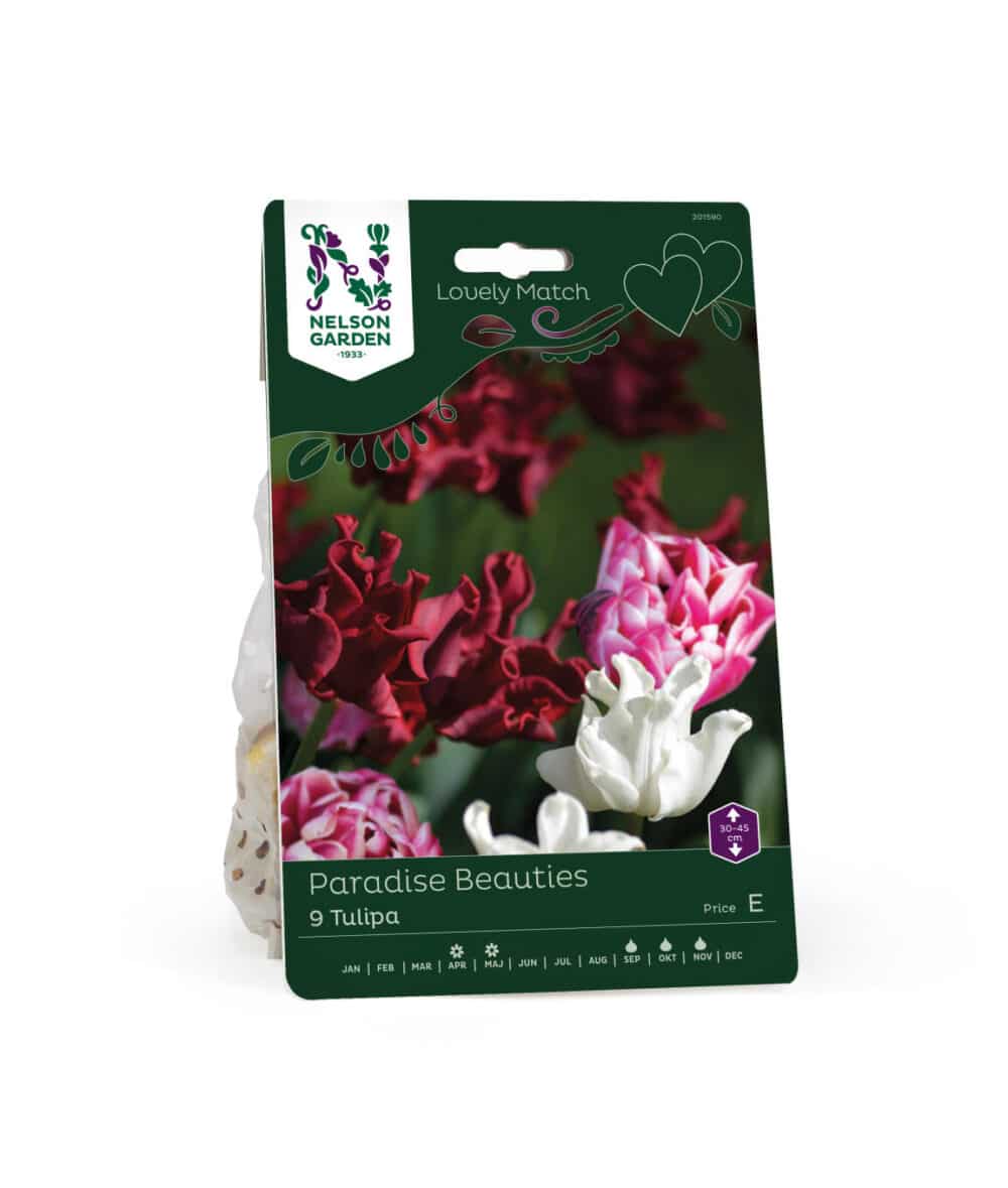 Lovely Match Paradise Beauties